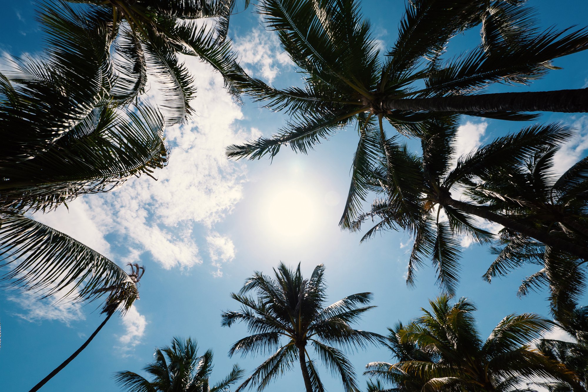 Palms Tree against Blue Sky in South Beach